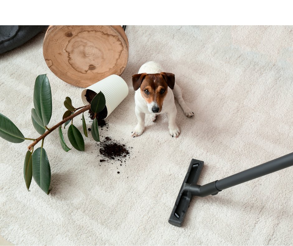 MarksDogBlog's tweet card. When it comes to pet vacuums, two brands stand out above the rest: Dyson and Bissell. Both brands offer powerful suction and versatile features that make cleaning up after your pet a breeze. But...