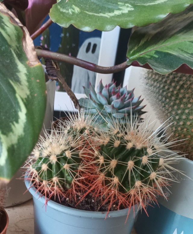 makingitwyrd's tweet card. “Triffids were at large […] I began to loathe them now from more than their carrion-eating habits – they […] seemed able to profit and flourish on our disaster”  John Wyndham, The …