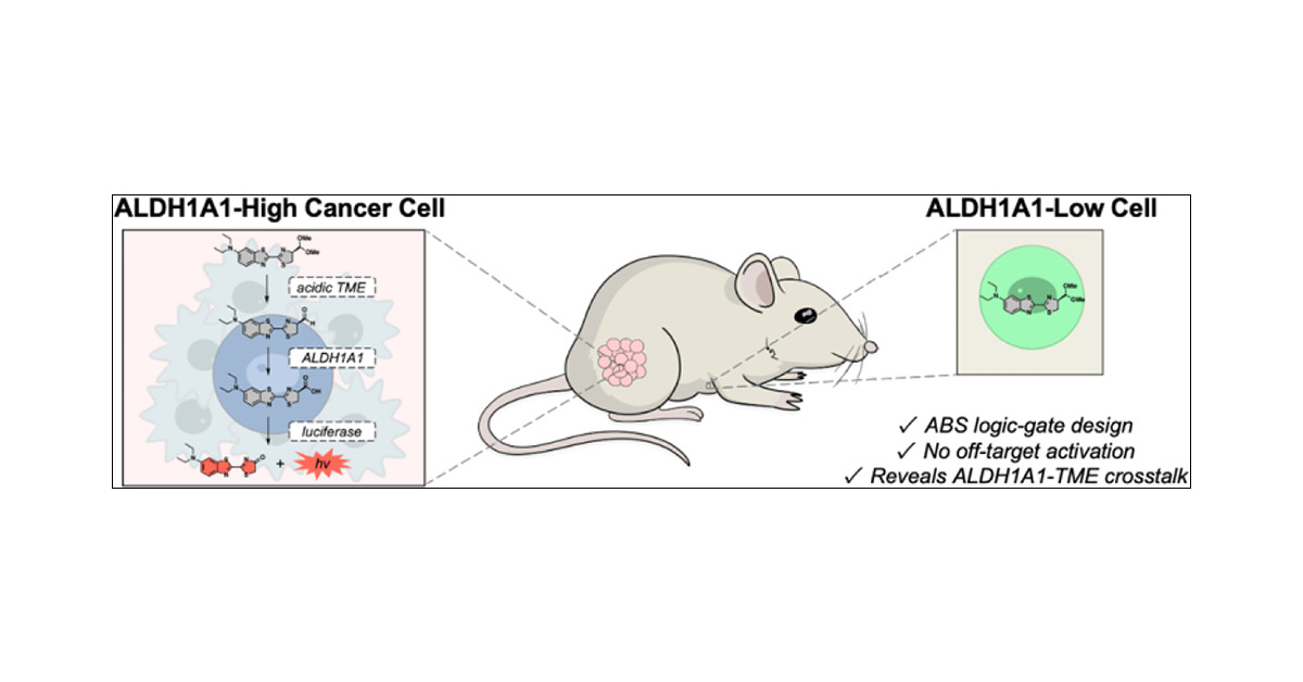 ChanLabUIUC's tweet card. Cancer cells with high expression of aldehyde dehydrogenase 1A1 (ALDH1A1) are more resistant to chemotherapy, contribute to tumor progression, and are associated with poor clinical outcomes. ALDH1A1...
