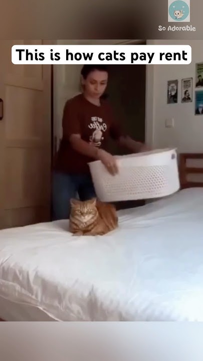 Marzena56020206's tweet card. He’s so confused 🥰 #shorts #cat #catlovers