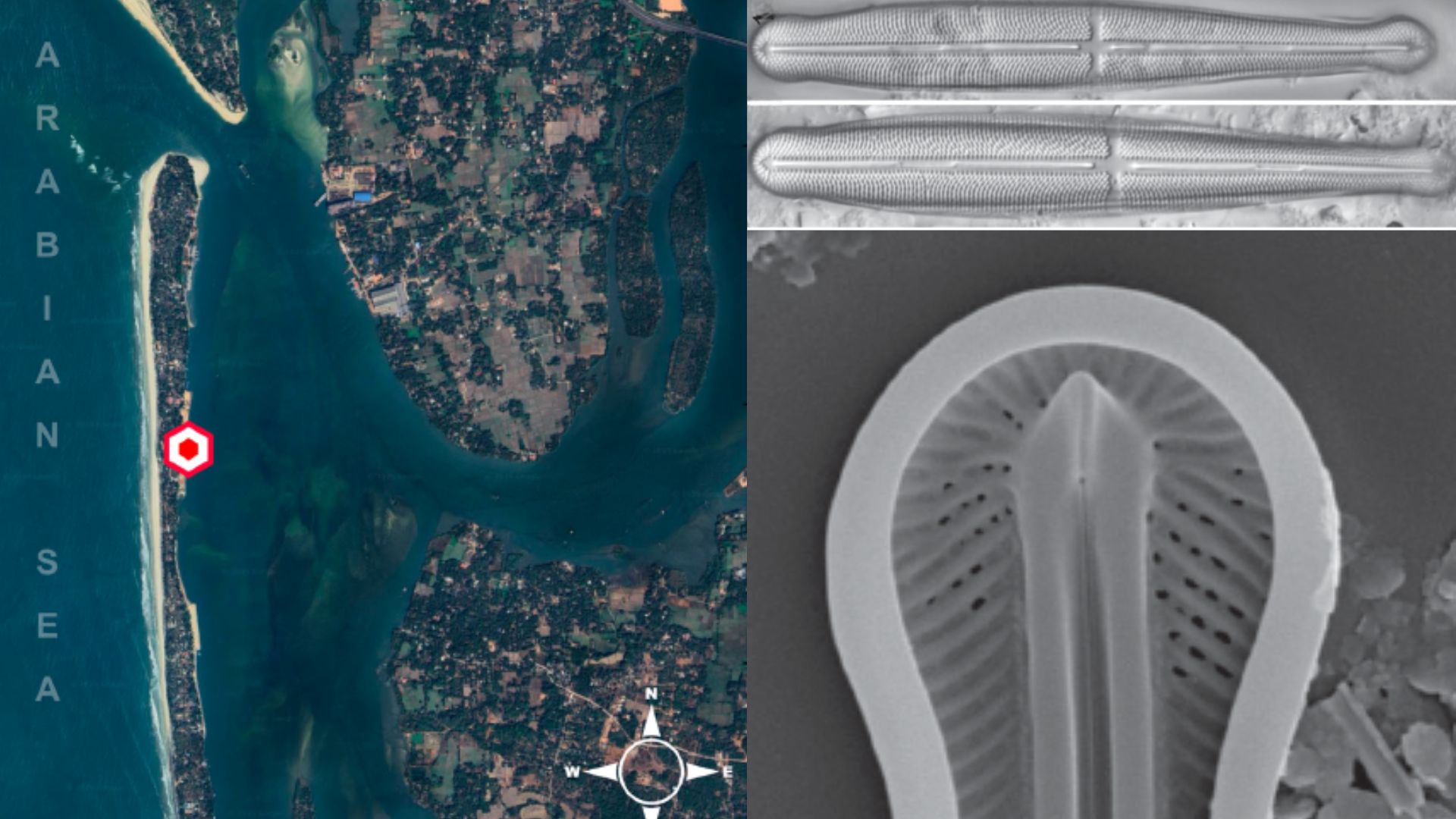 SciResMatters's tweet card. A tiny, uniquely shaped diatom, Climaconeis heteropolaris, has been discovered in the estuaries of Udupi, Karnataka in India's southwestern coast, offering new insights into marine biodiversity.