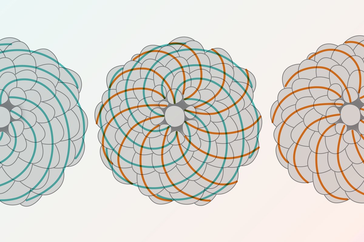 mathkindglobal's tweet card. Though the Fibonacci sequence shows up everywhere in nature, these young mathematicians were surprised to find it in the answer to a variation of the pick-up sticks problem⁠—a nearly two-century-old...