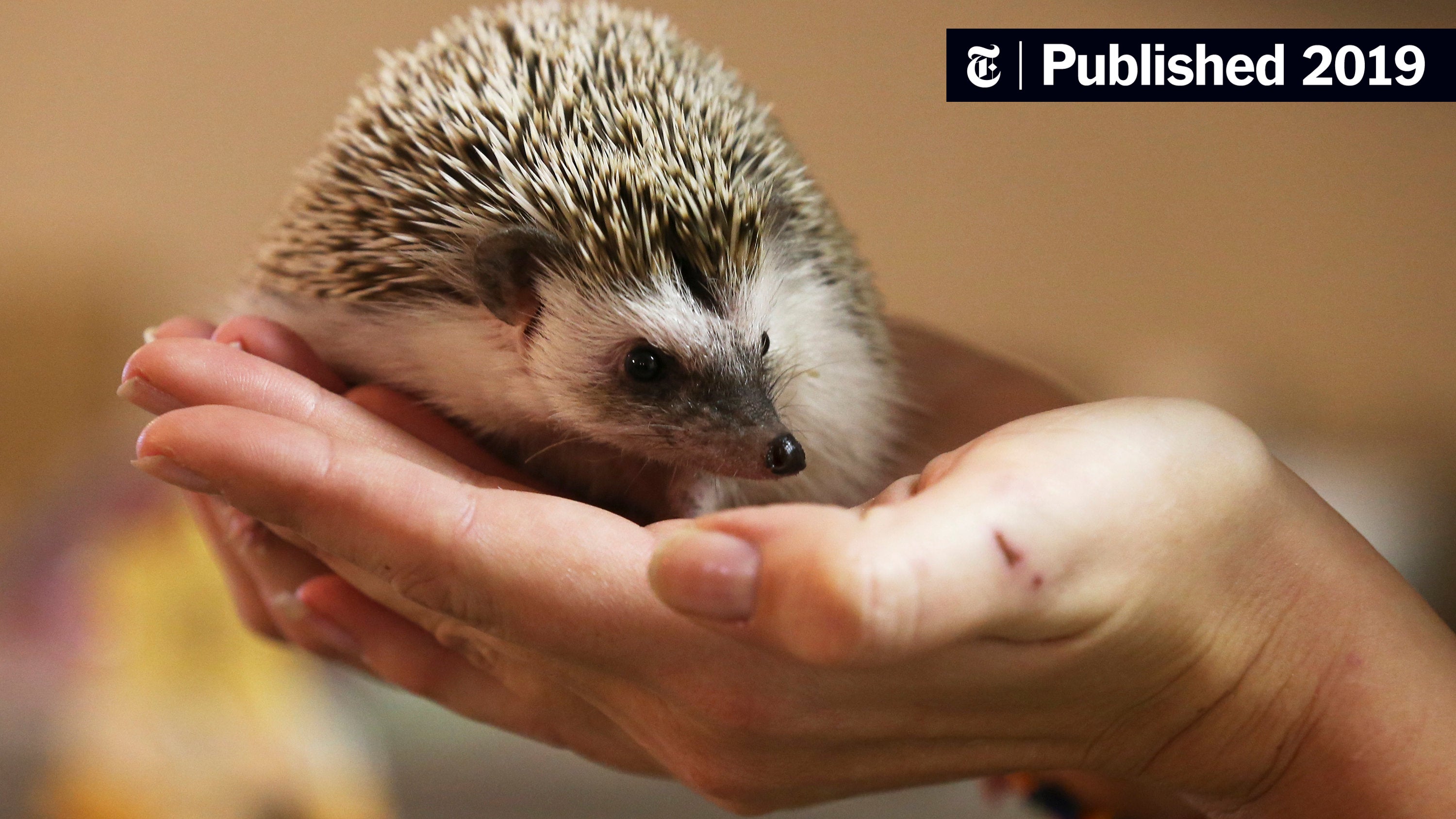 VTS_AVTCP's tweet card. Eleven people across eight states have been infected with a strain of salmonella linked to pet hedgehogs, the Centers for Disease Control and Prevention reported.