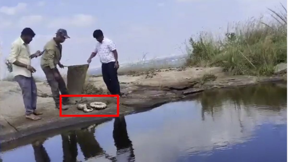 NewsFirstprime's tweet card. An 11-foot Indian Rock Python was rescued from a Talaghattapura construction site by forest officials and released into the wild safely. BENGALURU TOP NEWS