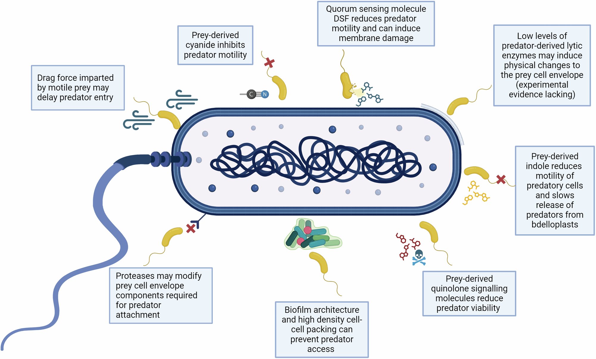 npjAMR's tweet card. npj Antimicrobials and Resistance - How do Gram-negative bacteria escape predation by Bdellovibrio bacteriovorus?