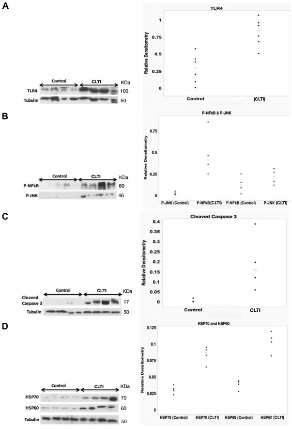 VascularChap's tweet card. Toll-like receptors (TLRs) are key pattern recognition receptors in the innate immune system. In particular, the TLR4-mediated immune response has been implicated in ischemia-induced tissue injury....