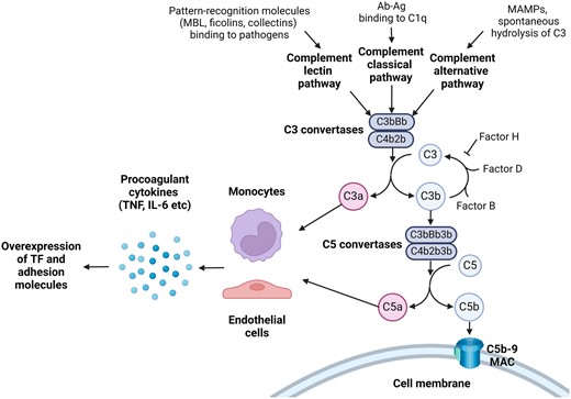 APSsupportUK's tweet card. Abstract. APS is an autoimmune disorder with life-threatening complications that, despite therapeutic advantages, remains associated with thrombotic recurr