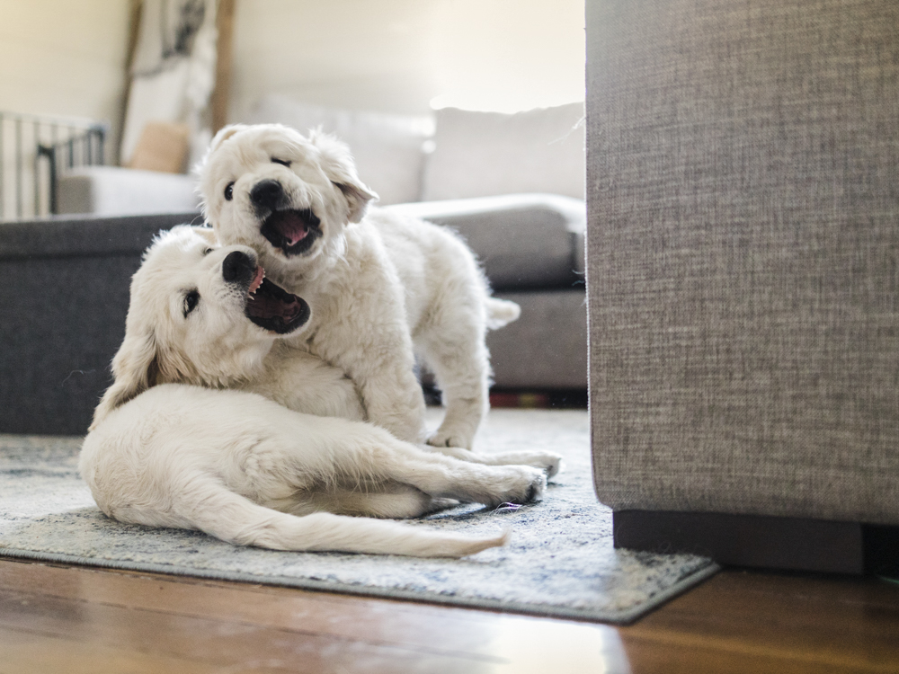 DogsDirectory's tweet card. Learn about littermate syndrome in dogs. Considering adopting two littermates or already have two? Learn about the potential challenges associated with siblings.