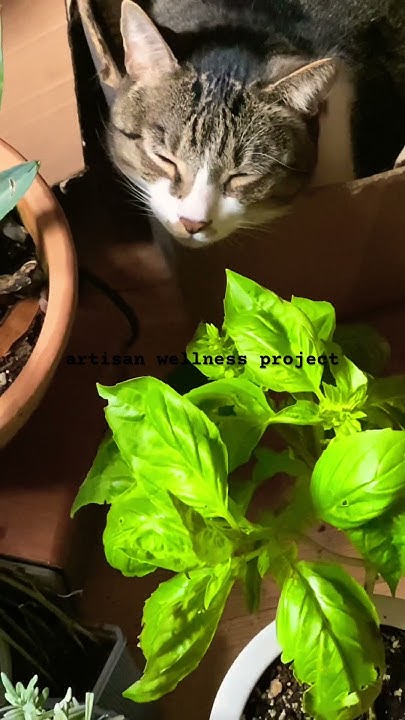 artisanwellness's tweet card. Nettle the Yogi Cat!: #saturday november 15, 2025 10:04am #felines...