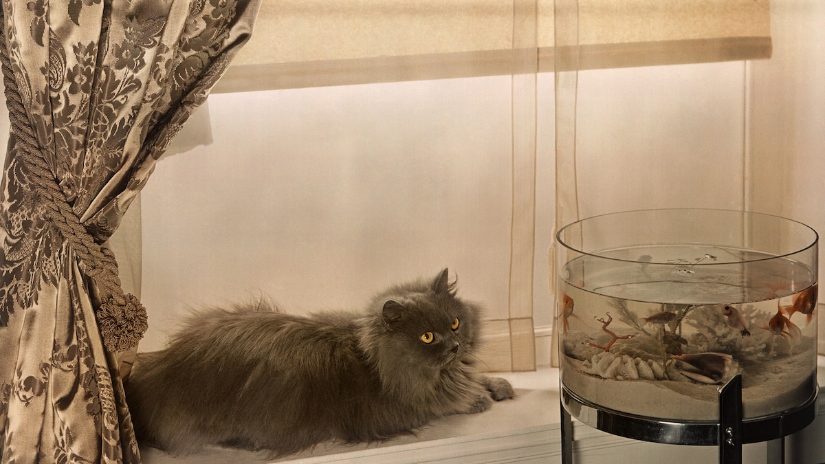 Knowledge_Nugg's tweet card. There’s a reason why your dog will scarf down a cookie while your cat turns up its nose—and it’s all in the genes, say scientists.