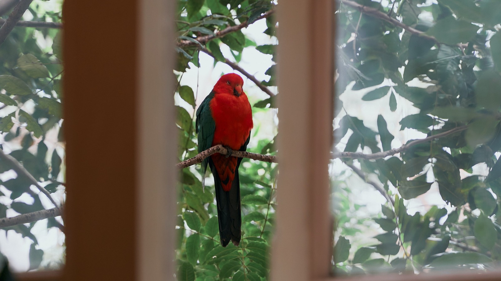 ShutterLandEx's tweet card. If you have a lot of windows in your house, you may have a legitimate worry about birds flying into the glass. Here's how to prevent it from happening.