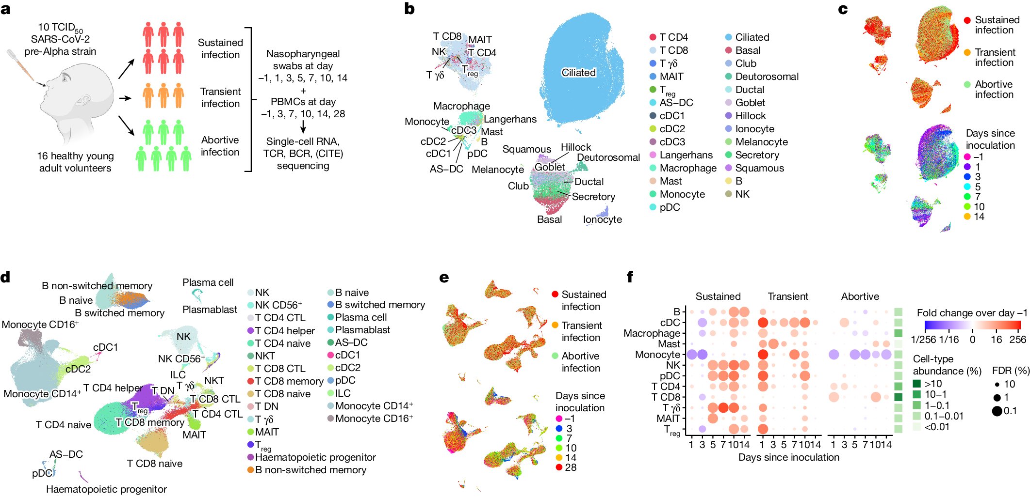 RLindeboom's tweet card. Nature - A human SARS-CoV-2 challenge study in individuals without previous exposure to the virus or vaccines provides detailed profiles of local and systemic epithelial and immune cell response...