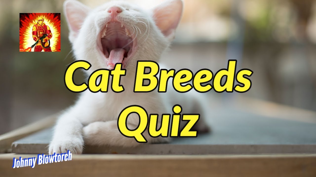 PennyAndColin2's tweet card. Cat Breeds Quiz
