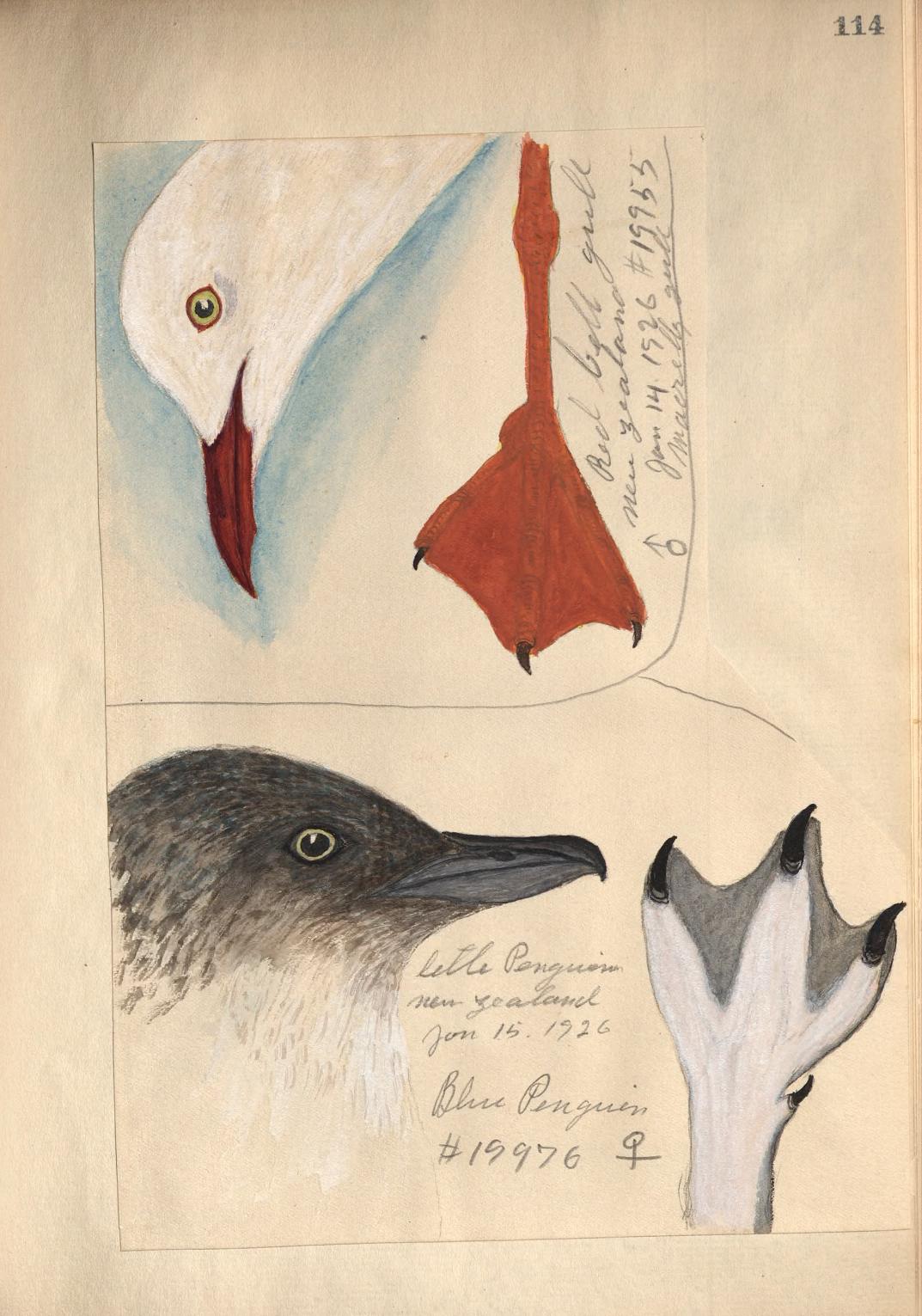 FieldBookProj's tweet card. In February 2016, the Biodiversity Heritage Library set out to digitize over 450,000 pages of field notes. While the BHL had already added some archival material to its collection before this proje…