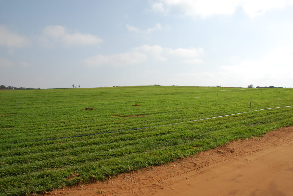 anderson_leet's tweet card. COP26 and the Case for Climate-Smart Agriculture Investment – USGLC