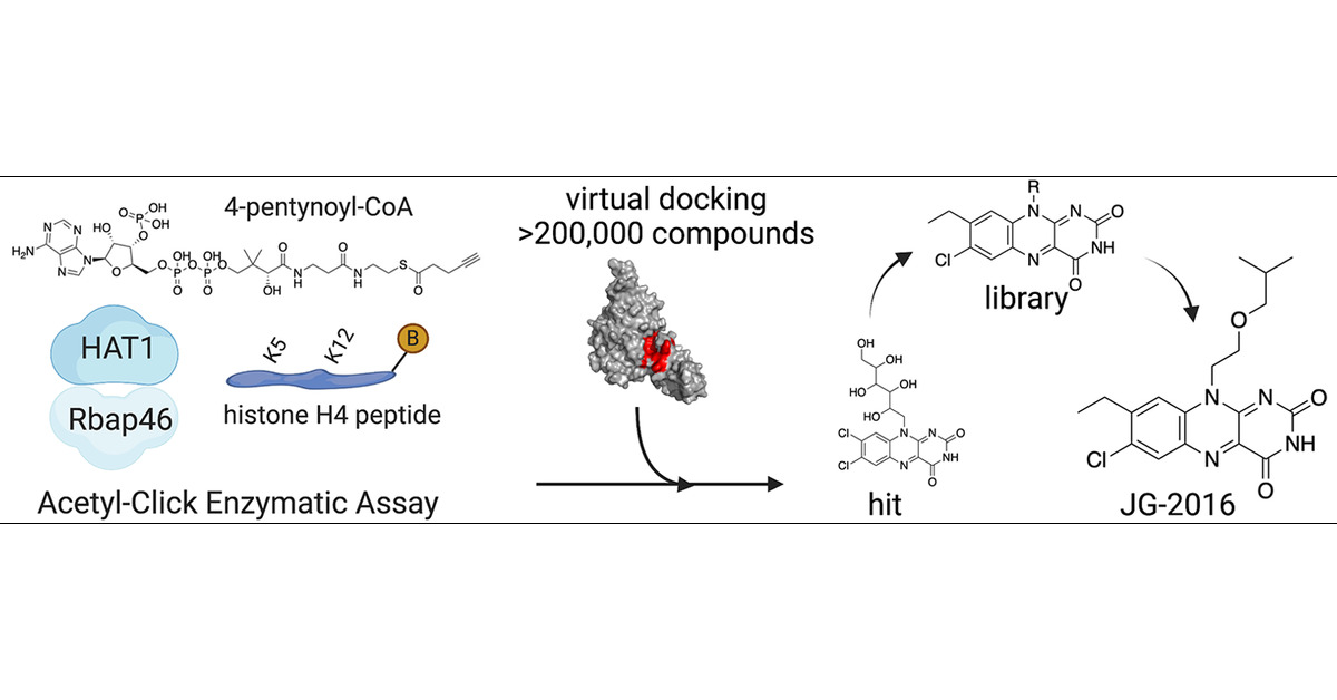 TheGruberLab's tweet card. HAT1 is a central regulator of chromatin synthesis that acetylates nascent histone H4. To ascertain whether targeting HAT1 is a viable anticancer treatment strategy, we sought to identify small-mol...