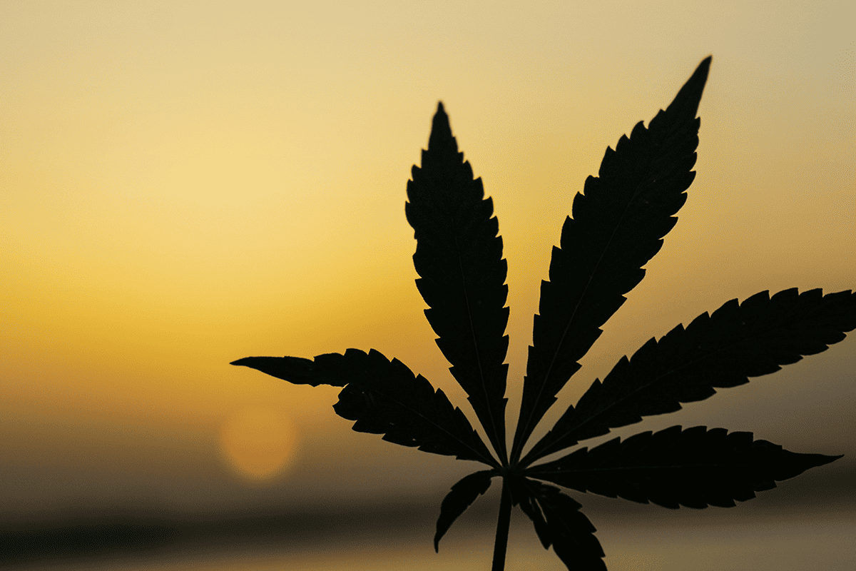 FLVoiceNews's tweet card. A new poll by Republican pollsters Tony Fabrizio and David Lee finds that Florida voters overwhelmingly believe they, not elected officials, should decide whether to legalize adult personal use of...