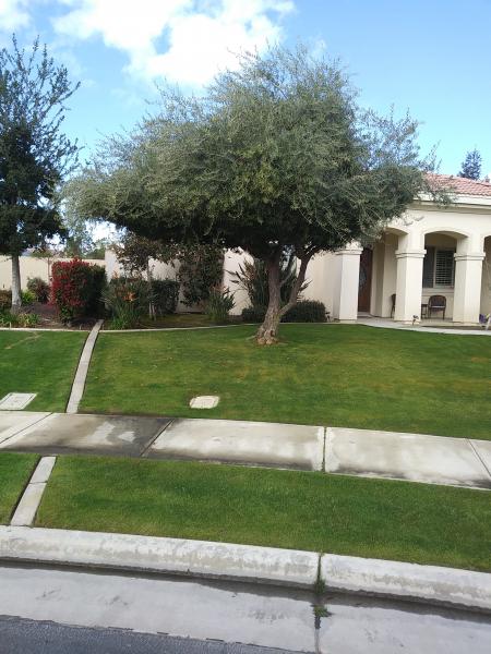 BakersfieldKern's tweet card. Tree service Bakersfield (661) 748-3332 I specialize in tree trimming, skin and trim queen palms, tree removal, and stump grinding.