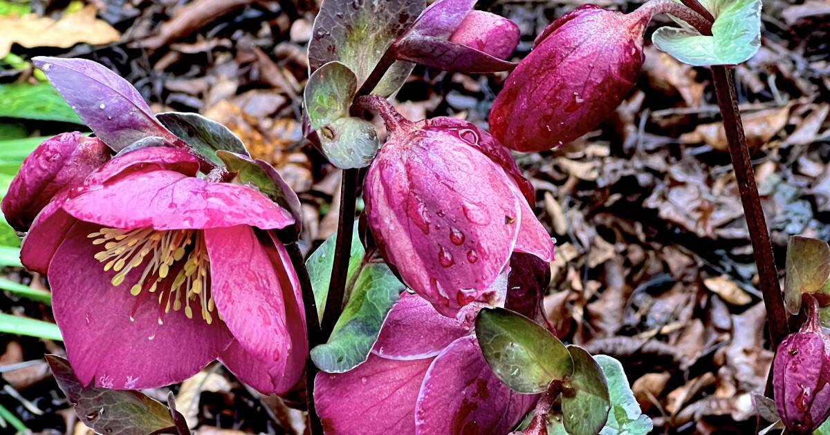 thelandnews's tweet card. Hellebores are happy in reasonably well drained soil and tolerate dry summers.