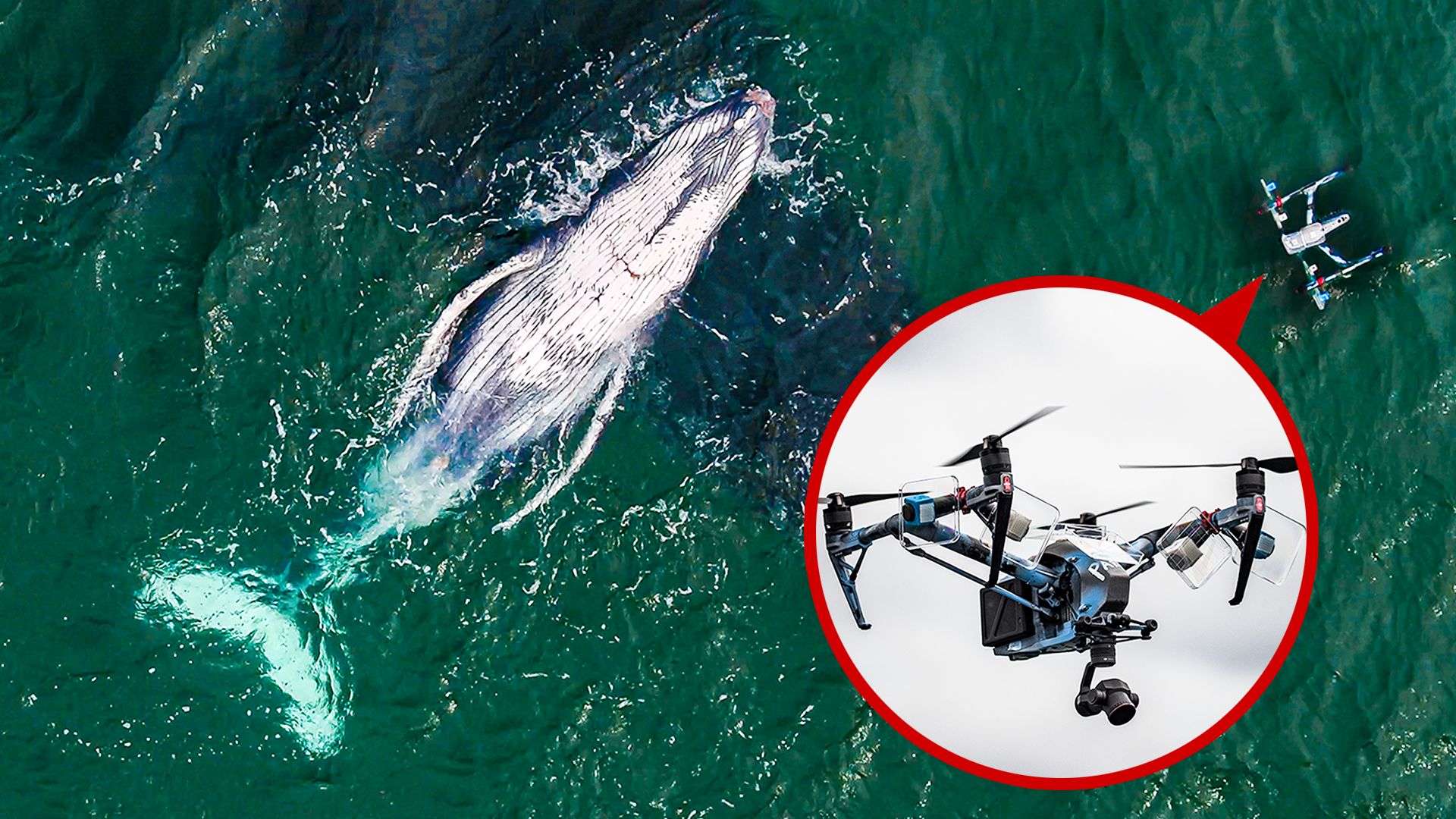 AeaData's tweet card. Biologist Explains How Drones Catching Whale "Snot" Helps Research