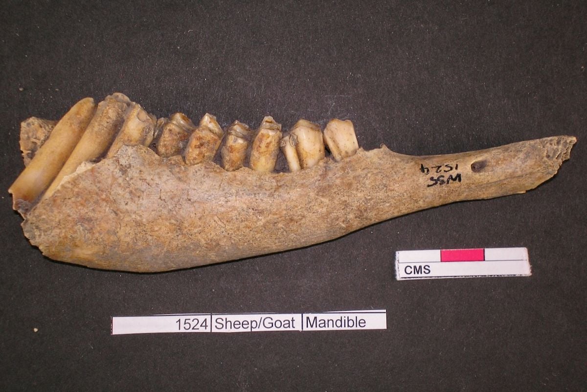 edwardsdna's tweet card. After analyzing bone fragments found in millennia-old trash piles, researchers say that people may have brought livestock from far and wide to consume in the south