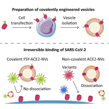 atranscendedman's tweet card. Meng et al. developed a covalently engineered ACE2 nanovesicle spray (nanoSpray) for antiviral therapeutics. This nanoSpray irreversibly neutralized SARS-CoV-2 in vitro and showed an approximately...
