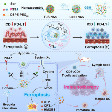 CellRepMed's tweet card. Lei et al. design a nano-remodeler composed of a fluorinated JQ1 prodrug and sorafenib to enhance ferroptosis induction and immune activation by reversing the hypoxic and immunosuppressive tumor...