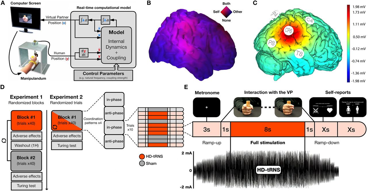 v_chamberland's tweet card. Social interactions are fundamental to human cognition, with the right temporoparietal junction (rTPJ) playing a key role in integrating motor coordination and social inference. While transcranial...