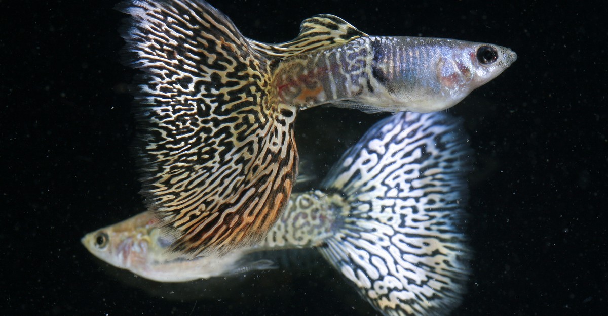 edyong209's tweet card. Guppies have silver eyes, but when they’re ready for a fight, their irises go dark. An experiment with robots shows why.