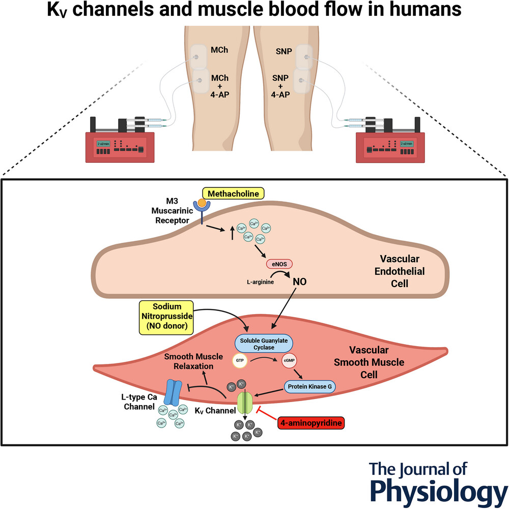 Asimkichloo's tweet card. Abstract figure legend Utilising microdialysis, we identified a critical role for KV channels in the vasodilatation induced by methacholine and sodium nitroprusside in skeletal muscle of humans....