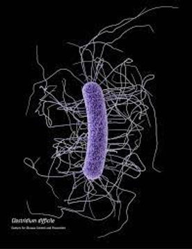 JSantacrose's tweet card. In 2015 I got C Diff for the first time. I may have always had it in my intestines and this was my first infection, or I could have picked it up during one of my many GI tests in various hospitals....