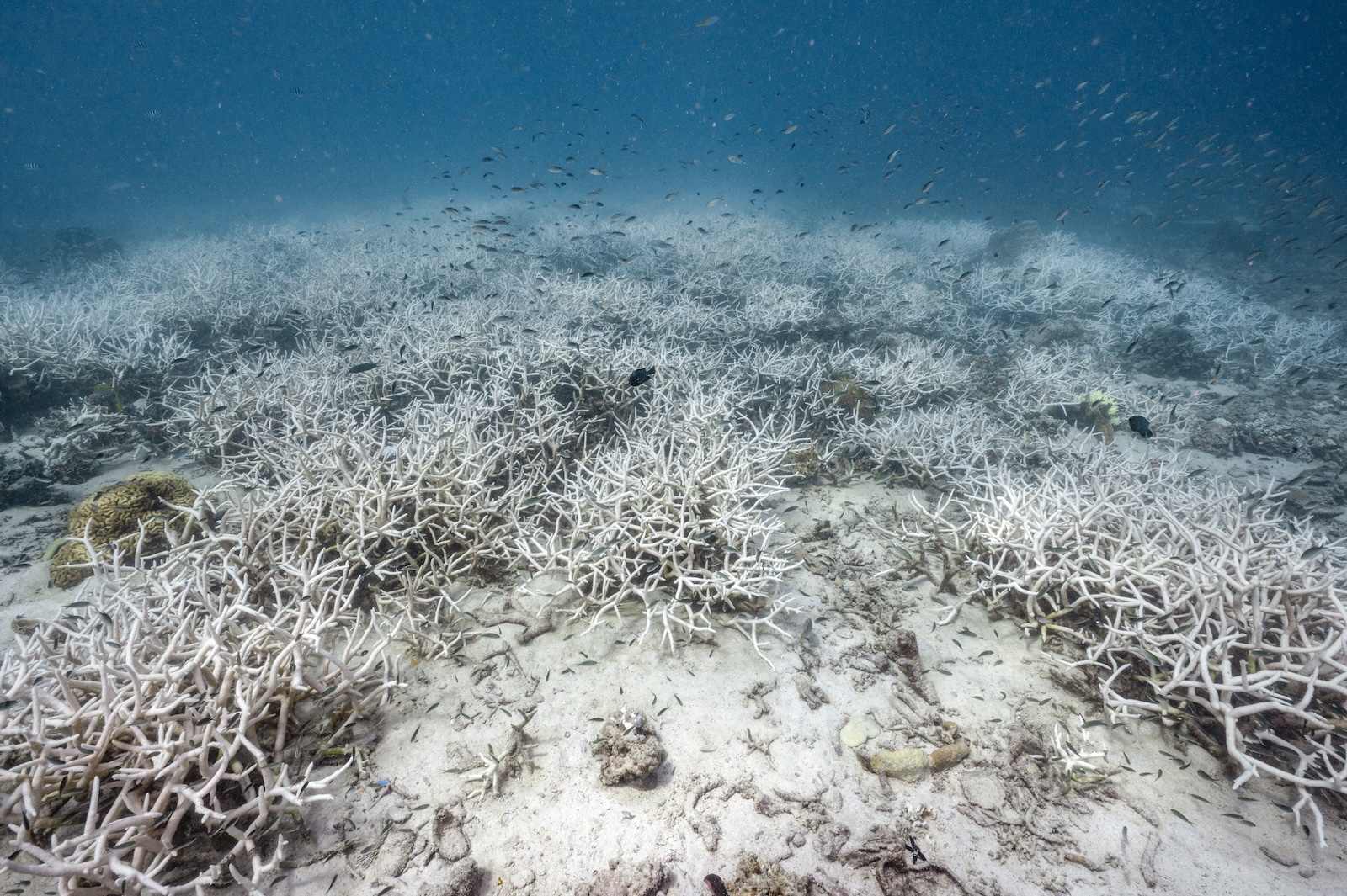 CompostWeek_AU's tweet card. A new report says Earth has reached a dire milestone with the widespread death of warm-water coral reefs. It's not too late to save what remains.