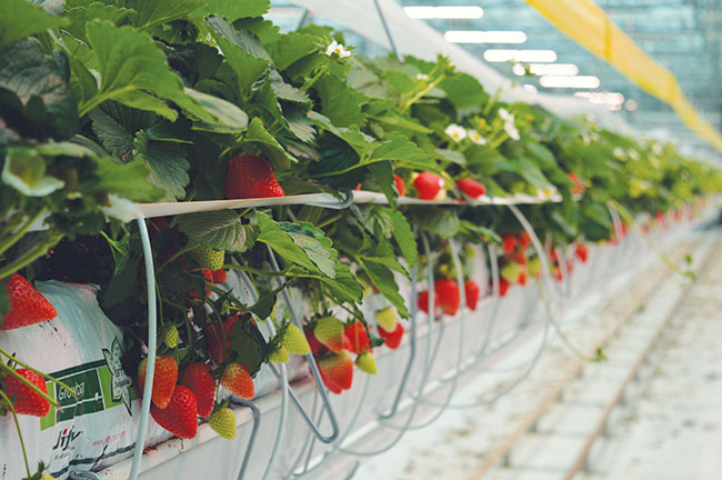 AdvancedIntSys's tweet card. Grower transitions greenhouse crop to meet rapid growth in market demand.