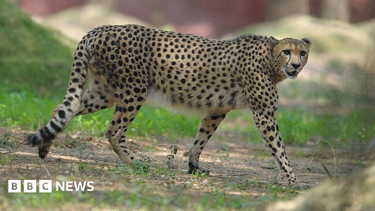 CCFCheetahUK's tweet card. Five females and seven male cheetahs will be flown from South Africa to India on Saturday.