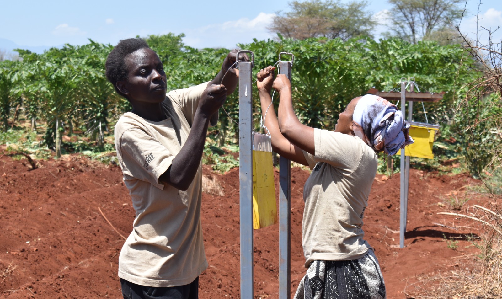 BornFreeFDN's tweet card. 9 February 2023 At Born Free, we are always looking for novel strategies to reduce conflicts between humans and wildlife so both can thrive. In Meru, Kenya, our Saving Meru’s Giants team has…