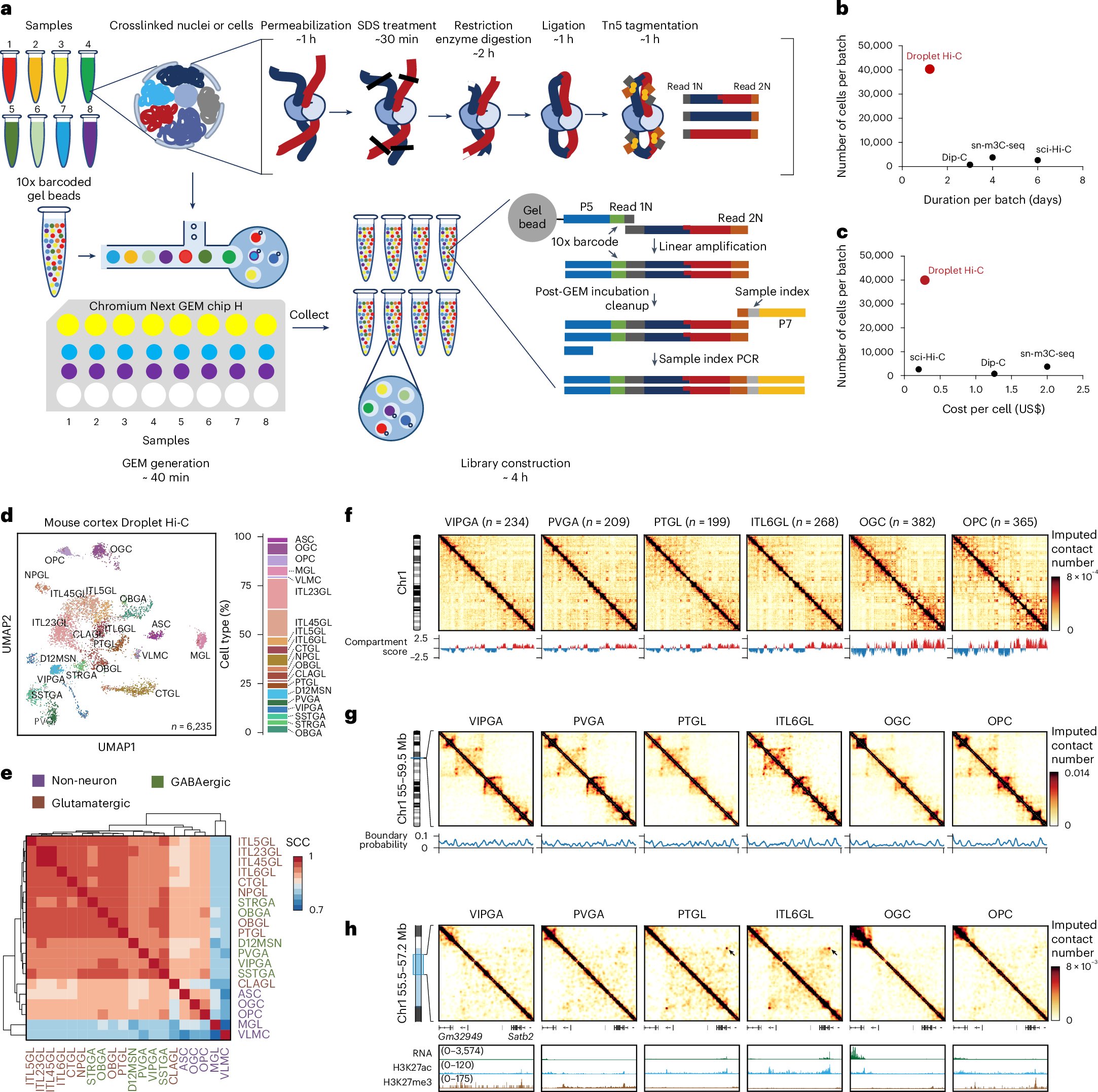 Xieeee4's tweet card. Nature Biotechnology - Chromatin organization is measured in single cells using droplet microfluidics.