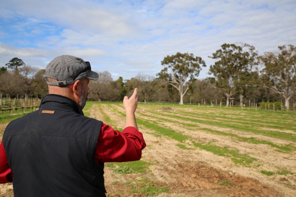 GrapeResearch's tweet card. Vines at the University of Adelaide’s Waite Campus vineyard will be pulled out to make way for different clones and varieties, in a redevelopment that will help the university adapt to the changing...