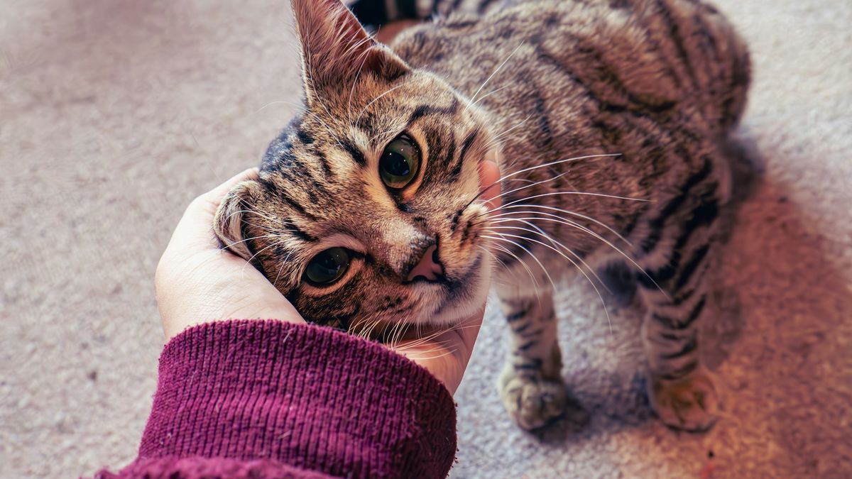 HowItWorksmag's tweet card. Cats are excellent at communicating, but humans still routinely misunderstand them.