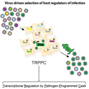 MehleLab's tweet card. King et al. develop transcriptional regulation by pathogen-programmed Cas9 (TRPPC) where viruses encoding sgRNAs alter host gene expression to affect their own fitness. A fitness-based TRPPC screen...