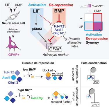 sandynandagopal's tweet card. Nandagopal et al. show how a network of bHLH transcription factors helps neural stem cells integrate BMP and LIF signaling to synergistically induce the astrocyte gene GFAP while suppressing factors...