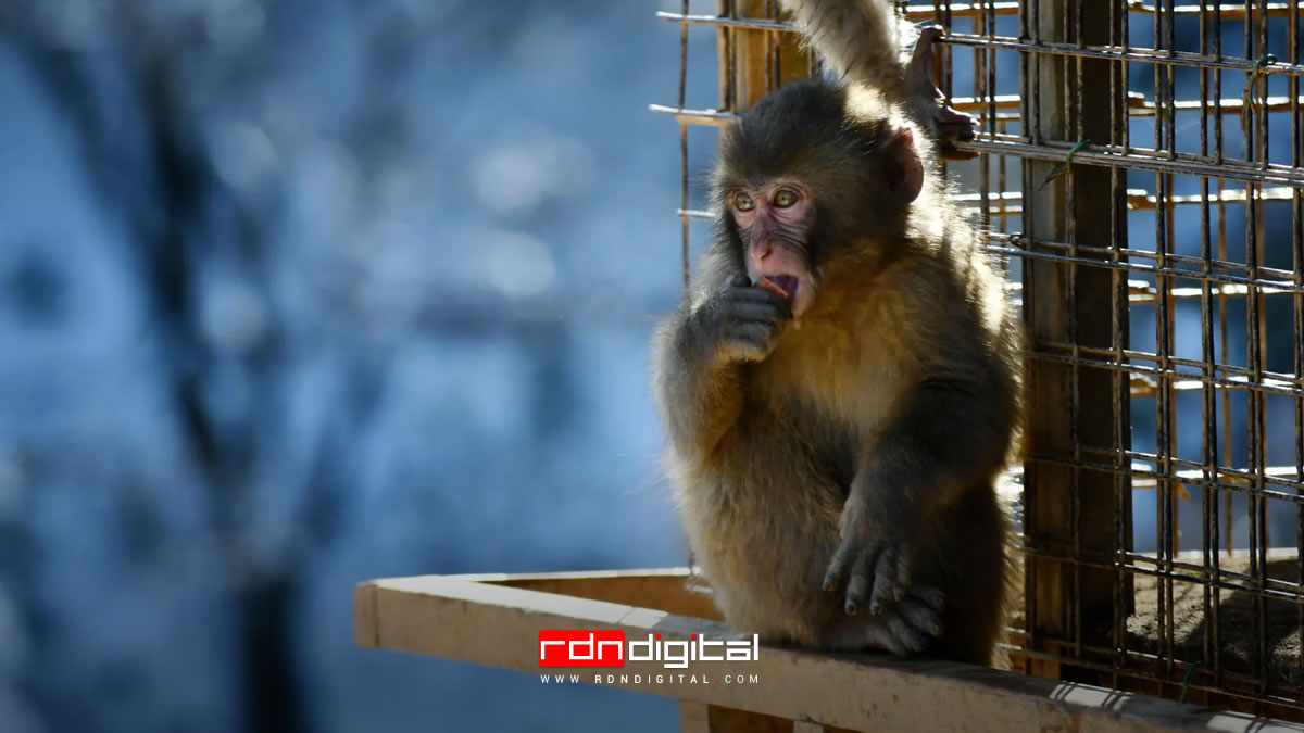 RDNDigital's tweet card. Descubre cómo monos en Caracas amenazan la seguridad de niños en preescolar. ¡Una situación alarmante que necesita atención urgente!