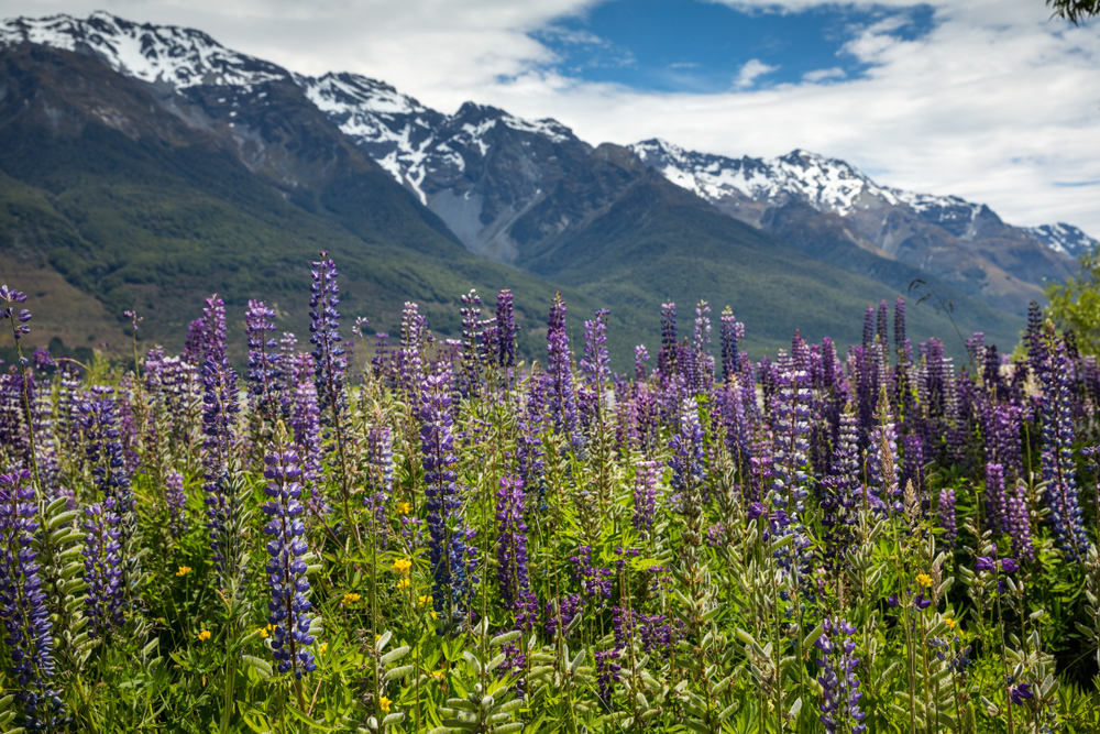 PointMeBlog's tweet card. Explore the distinct world of thru hiking, a committed long-distance hiking experience across the US, and learn essential tips.