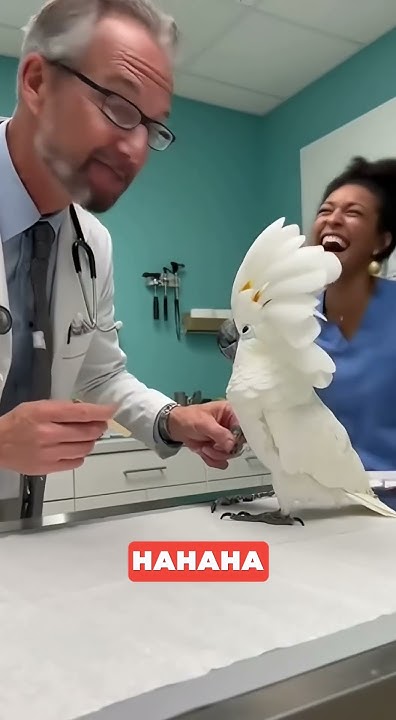 ALau56535197's tweet card. Charlie at the Hospital #CharlieTheParrot #HospitalHumor #funnybirds