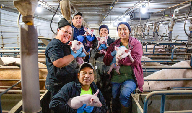 DocSarahDVM's tweet card. Understanding a farm’s procedures is critical to the safety of all employees. Research shows that offering employees the opportunity to learn in their first or preferred language can increase their...