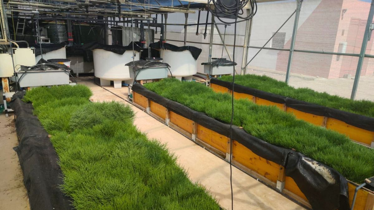 irtacat's tweet card. L’IRTA de la Ràpita, centre de referència en recerca agroalimentària a les Terres de l’Ebre, ha presentat un projecte innovador