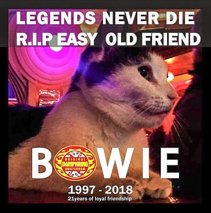 LiveInMushLove's tweet card. Posted by NeuronsToNirvana - 1 vote and 1 comment