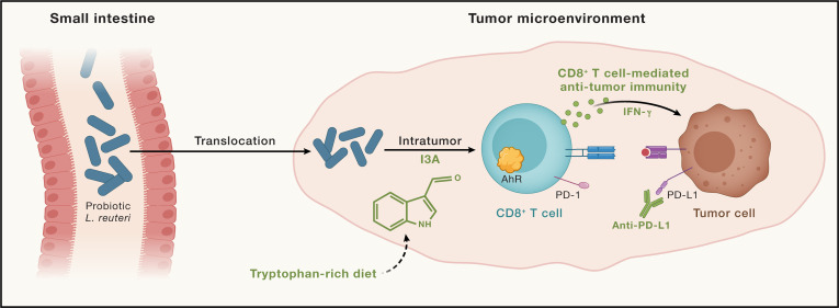 CellCellPress's tweet card. Variability in the efficacy of immune checkpoint inhibitors in cancer patients is associated with the human gut microbiota. However, detailed mechanisms are unclear. In this issue of Cell, Bender...