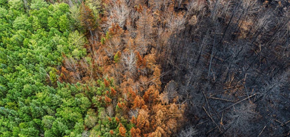 ifcreview's tweet card. To many in the United States, this is a breath of fresh air: why should US-tax dollars be used to fund wars or prop up political regimes of countries that