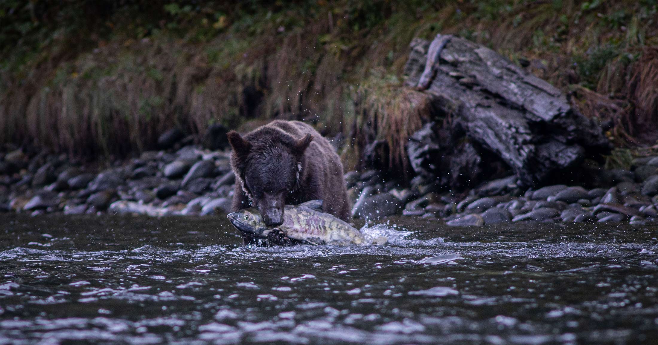 Raincoast's tweet card. The study shows the complex relationships among grizzly bear activity, ecotourism, and salmon availability.