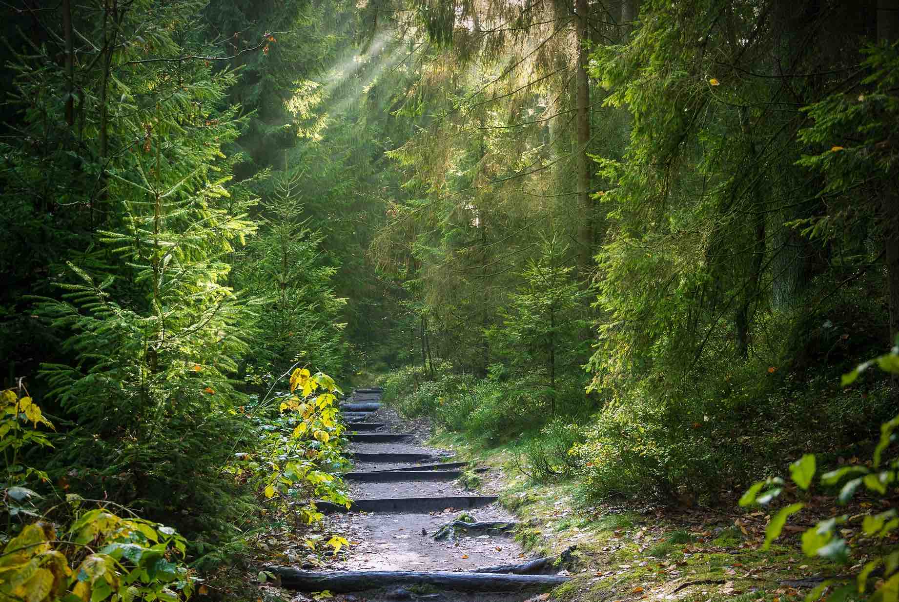 Locavesting's tweet card. ImpactAlpha, July 5 – Tim Stout was thrilled when, a few years ago, he inherited 175 acres of northern boreal woodland surrounding his ...